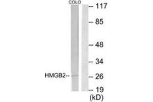 Western blot analysis of extracts from COLO205 cells, using HMGB2 Antibody.