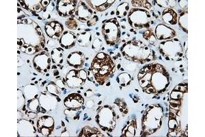 Image no. 14 for anti-Amyloid beta (A4) Precursor Protein (APP) antibody (ABIN1496877) (APP 抗体)