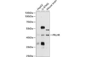 Western blot analysis of extracts of various cell lines, using PRLHR antibody (ABIN6128574, ABIN6146222, ABIN6146223 and ABIN6214749) at 1:1000 dilution. (PRLHR 抗体  (AA 1-70))