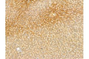 ABIN7094484 and ABIN7098533 at 1/100 staining Rat liver tissue by IHC-P.