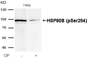 Western blot analysis of extracts from Hela cells, treated with calf intestinal phosphatase (CIP), using HSP90B (Phospho-Ser254) Antibody. (HSP9AB1 (pSer254) 抗体)