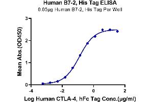 Immobilized Human B7-2, His Tag at 0. (CD86 Protein (CD86) (His-Avi Tag))