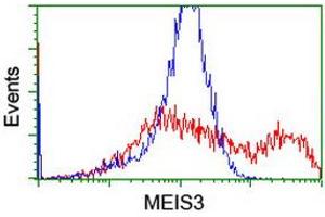Image no. 2 for anti-Meis Homeobox 3 (MEIS3) (AA 1-261) antibody (ABIN1490669) (MEIS3 抗体  (AA 1-261))