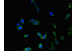 Immunofluorescent analysis of HepG2 cells using ABIN7147837 at dilution of 1:100 and Alexa Fluor 488-congugated AffiniPure Goat Anti-Rabbit IgG(H+L) (BHLHE40 抗体  (AA 184-302))