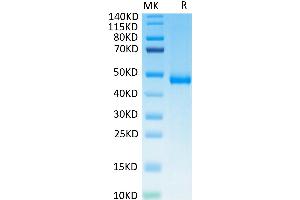 Biotinylated Human KIR3DL3 on Tris-Bis PAGE under reduced condition.