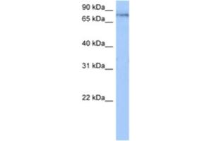 Western Blotting (WB) image for anti-Tetratricopeptide Repeat Domain 14 (TTC14) antibody (ABIN2462326) (TTC14 抗体)