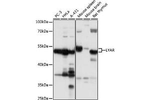 Western blot analysis of extracts of various cell lines, using LYAR antibody  at 1:1000 dilution. (LYAR 抗体  (AA 10-160))