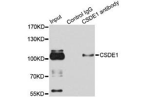 Immunoprecipitation analysis of 100ug extracts of HeLa cells using 3ug CSDE1 antibody. (CDSE1 抗体  (AA 369-600))