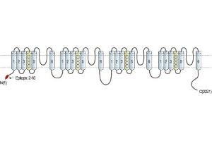Representative domain view of the target of ABIN7885638.