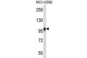 Western Blotting (WB) image for anti-Nuclear Factor of Activated T-Cells, Cytoplasmic, Calcineurin-Dependent 1 (NFATC1) antibody (ABIN2997610) (NFATC1 抗体)