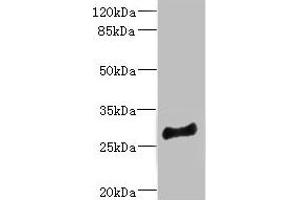 Western blot All lanes: MLF1 antibody at 4. (MLF1 抗体  (AA 1-268))