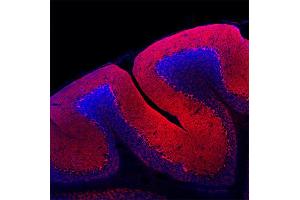 Immunohistochemistry (IHC) image for anti-GABA Transporter 1 (GAT1) (AA 585-599) antibody (ABIN1742535) (SLC6A1 抗体  (AA 585-599))