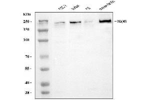 Western blot analysis of ACF1/BAZ1A using anti-ACF1/BAZ1A antibody (ABIN7599651).