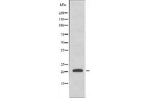 Western blot analysis of extracts from HepG2 cells, using MRPL41 antibody. (MRPL41 抗体  (C-Term))