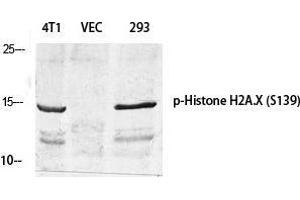 Western Blot (WB) analysis of specific cells using Phospho-Histone H2A. (H2AFX 抗体  (pSer139))
