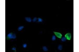 Image no. 2 for anti-Mitogen-Activated Protein Kinase Kinase 3 (MAP2K3) antibody (ABIN1499399) (MAP2K3 抗体)