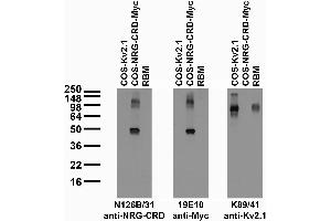 anti-Pro-Neuregulin-1, Membrane-Bound Isoform-Like (LOC101828962) (AA 1-75), (Cysteine-Rich Domain), (membrane-associated), (N-Term) antibody