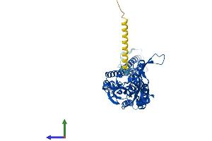 AlphaFold protein structure predicition of Human Recombinant SARS1 Protein, UniprotID P49591