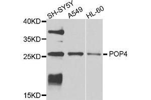 Western blot analysis of extracts of various cell lines, using POP4 antibody. (RPP29 抗体)