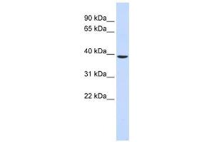 C2orf60 antibody used at 0. (C2orf60 抗体  (Middle Region))