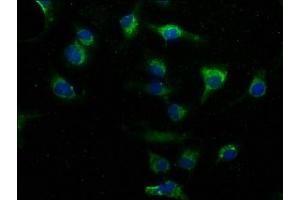 Immunofluorescence staining of U251 cells with ABIN7163226 at 1:50, counter-stained with DAPI. (PITPNA 抗体  (AA 1-270))