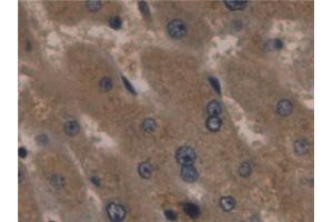 Immunohistochemistry (IHC) image for anti-Orosomucoid 1 (ORM1) (AA 19-201) antibody (ABIN7426058)