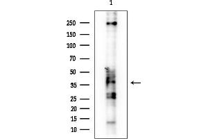 Western blot analysis of lysates from HUVEC cells, using OR2L5 Antibody at 1/1000 dilution.