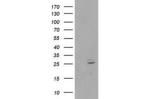 Image no. 1 for anti-Polymerase (RNA) II (DNA Directed) Polypeptide E, 25kDa (POLR2E) antibody (ABIN1500335) (POLR2E 抗体)