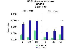 Quiescent human colon carcinoma HCT116 cultures were treated with 10% FBS for three time points (0, 15, 30min) or (0, 30, 60min) were used in Matrix-ChIP and real-time PCR assays at EGR1 gene (Exon1) and 15kb upstream site. (MED17 抗体  (N-Term))