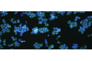 Immunofluorescence analysIs of NCCIT cell using VNN1 Polyclonal Antibody at dilution of 1:100 (VNN1 抗体)