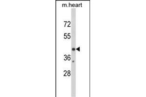 Western blot analysis of EGR3 Antibody (Center) (ABIN390744 and ABIN2841009) in mouse heart tissue lysates (35 μg/lane). (EGR3 抗体  (AA 214-241))