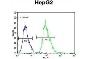 Flow cytometric analysis of HepG2 cells using OR4K5 Antibody (C-term) Cat. (OR4K5 抗体  (C-Term))