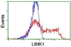 Image no. 3 for anti-LIM Domain Kinase 1 (LIMK1) antibody (ABIN1499144) (LIM Domain Kinase 1 抗体)