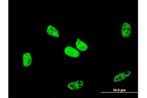 Immunofluorescence (IF) image for anti-Retinoblastoma Binding Protein 6 (RBBP6) (AA 1582-1691) antibody (ABIN562601)