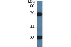 Detection of HCII in Porcine Liver lysate using Polyclonal Antibody to Heparin Cofactor II (HCII) (SERPIND1 抗体  (AA 276-499))