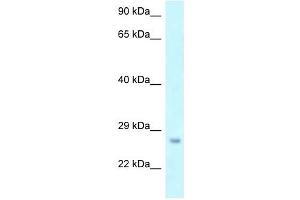 Western Blot showing OSTF1 antibody used at a concentration of 1 ug/ml against THP-1 Cell Lysate (OSTF1 抗体  (N-Term))