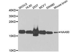 Western blot analysis of extracts of various cell lines, using NAA50 antibody. (NAA50 抗体  (AA 1-169))