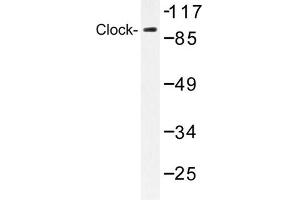 Image no. 1 for anti-Clock Homolog (Mouse) (CLOCK) antibody (ABIN272135) (CLOCK 抗体)