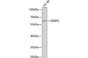 Western blot analysis of extracts of HL-60 cells, using G3BP2 antibody (ABIN6132040, ABIN6140861, ABIN6140862 and ABIN6221670) at 1:1000 dilution. (G3BP2 抗体  (AA 140-280))