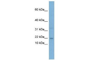 WB Suggested Anti-CEBPG  Antibody Titration: 0. (CEBPG 抗体  (Middle Region))