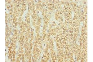 Immunohistochemistry of paraffin-embedded human adrenal gland tissue using ABIN7174417 at dilution of 1:100 (UBASH3B 抗体  (AA 1-300))