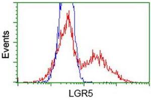 HEK293T cells transfected with either RC212825 overexpress plasmid (Red) or empty vector control plasmid (Blue) were immunostained by anti-LGR5 antibody (ABIN2454767), and then analyzed by flow cytometry. (LGR5 抗体  (AA 250-550))