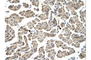 Immunohistochemistry (IHC) image for anti-Sialidase 1 (Lysosomal Sialidase) (NEU1) (Middle Region) antibody (ABIN310584) (NEU1 抗体  (Middle Region))