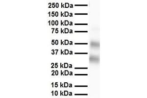 WB Suggested Anti-SELENBP1 antibody Titration: 1 ug/mL Sample Type: Human heart (SELENBP1 抗体  (N-Term))