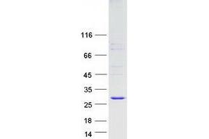 Western Blotting (WB) image for Family with Sequence Similarity 3, Member C (FAM3C) (Transcript Variant 1) protein (Myc-DYKDDDDK Tag) (ABIN2720782)