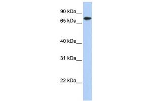 Western Blotting (WB) image for anti-Kelch-Like 23 (KLHL23) antibody (ABIN2458555) (KLHL23 抗体)