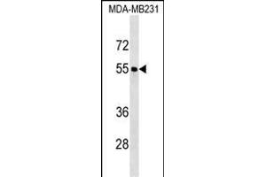 FOXQ1 Antibody (Center) (ABIN1538209 and ABIN2850239) western blot analysis in MDA-M cell line lysates (35 μg/lane). (FOXQ1 抗体  (AA 263-292))
