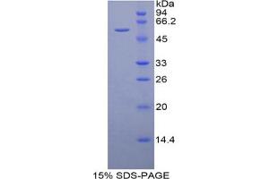 SDS-PAGE analysis of Mouse DARC Protein. (DARC 蛋白)