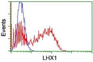 Image no. 2 for anti-LIM Homeobox 1 (LHX1) (AA 100-362) antibody (ABIN1490805) (LHX1 抗体  (AA 100-362))
