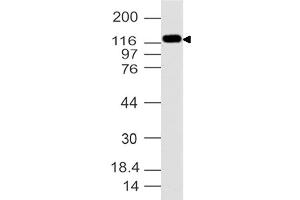 Image no. 1 for anti-Ubiquitin Specific Peptidase 7 (Herpes Virus-Associated) (USP7) (AA 932-1100) antibody (ABIN5027626) (USP7 抗体  (AA 932-1100))
